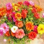 500+PORTULACA (ROSE MOSS) DOUBLES MIX Flower Seed Long Bloomer Garden/Container.