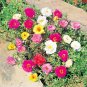 500+PORTULACA (ROSE MOSS) DOUBLES MIX Flower Seed Long Bloomer Garden/Container.