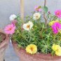 500+PORTULACA (ROSE MOSS) DOUBLES MIX Flower Seed Long Bloomer Garden/Container.
