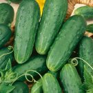 30+HOMEMADE PICKLES CUCUMBER Seeds Organic Non-Gmo Garden/Patio Container TASTY