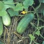 30+HOMEMADE PICKLES CUCUMBER Seeds Organic Non-Gmo Garden/Patio Container TASTY