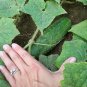 30+HOMEMADE PICKLES CUCUMBER Seeds Organic Non-Gmo Garden/Patio Container TASTY