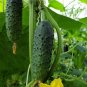 30+HOMEMADE PICKLES CUCUMBER Seeds Organic Non-Gmo Garden/Patio Container TASTY