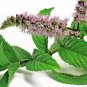 301+PEPPERMINT Seeds Teas Culinary Medicinal Organic Patio Container/Garden Herb