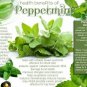 301+PEPPERMINT Seeds Teas Culinary Medicinal Organic Patio Container/Garden Herb