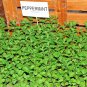 301+PEPPERMINT Seeds Teas Culinary Medicinal Organic Patio Container/Garden Herb