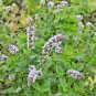 301+PEPPERMINT Seeds Teas Culinary Medicinal Organic Patio Container/Garden Herb