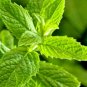 301+PEPPERMINT Seeds Teas Culinary Medicinal Organic Patio Container/Garden Herb