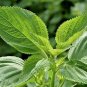 301+PEPPERMINT Seeds Teas Culinary Medicinal Organic Patio Container/Garden Herb