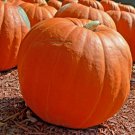 15+BIG MAX PUMPKIN Seeds 20"Across 100lbs+ Holds Round Shape Organic U.S.Grown