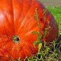 15+BIG MAX PUMPKIN Seeds 20"Across 100lbs+ Holds Round Shape Organic U.S.Grown