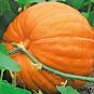 15+BIG MAX PUMPKIN Seeds 20"Across 100lbs+ Holds Round Shape Organic U.S.Grown