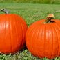 15+BIG MAX PUMPKIN Seeds 20"Across 100lbs+ Holds Round Shape Organic U.S.Grown