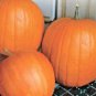 15+BIG MAX PUMPKIN Seeds 20"Across 100lbs+ Holds Round Shape Organic U.S.Grown