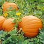 15+BIG MAX PUMPKIN Seeds 20"Across 100lbs+ Holds Round Shape Organic U.S.Grown