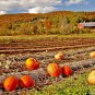 15+BIG MAX PUMPKIN Seeds 20"Across 100lbs+ Holds Round Shape Organic U.S.Grown