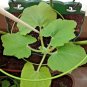 15+BIG MAX PUMPKIN Seeds 20"Across 100lbs+ Holds Round Shape Organic U.S.Grown