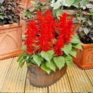 500+SCARLET SAGE Flower Seeds Native Borders Butterflies Garden/Patio Container
