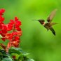 500+SCARLET SAGE Flower Seeds Native Borders Butterflies Garden/Patio Container