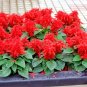 500+SCARLET SAGE Flower Seeds Native Borders Butterflies Garden/Patio Container