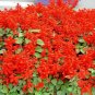 500+SCARLET SAGE Flower Seeds Native Borders Butterflies Garden/Patio Container