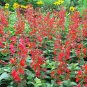 500+SCARLET SAGE Flower Seeds Native Borders Butterflies Garden/Patio Container