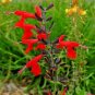 500+SCARLET SAGE Flower Seeds Native Borders Butterflies Garden/Patio Container