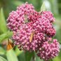 MILKWEED SAMPLER SEED PACK 50-Common 50-Swamp 50-Showy 100-Orange Butterfly Weed