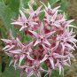 MILKWEED SAMPLER SEED PACK 50-Common 50-Swamp 50-Showy 100-Orange Butterfly Weed