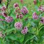 MILKWEED SAMPLER SEED PACK 50-Common 50-Swamp 50-Showy 100-Orange Butterfly Weed