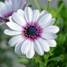 100+CAPE African DAISY Flower Seeds Wildflower Drought Tolerant Long Blooming