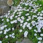 100+CAPE African DAISY Flower Seeds Wildflower Drought Tolerant Long Blooming