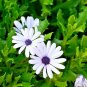 100+CAPE African DAISY Flower Seeds Wildflower Drought Tolerant Long Blooming