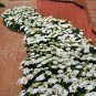 100+CAPE African DAISY Flower Seeds Wildflower Drought Tolerant Long Blooming