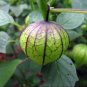 50+PURPLE DE MILPA TOMATILLO Seed Organic Non-gmo Salsa Tex-Mex Garden/Container
