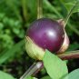50+PURPLE DE MILPA TOMATILLO Seed Organic Non-gmo Salsa Tex-Mex Garden/Container