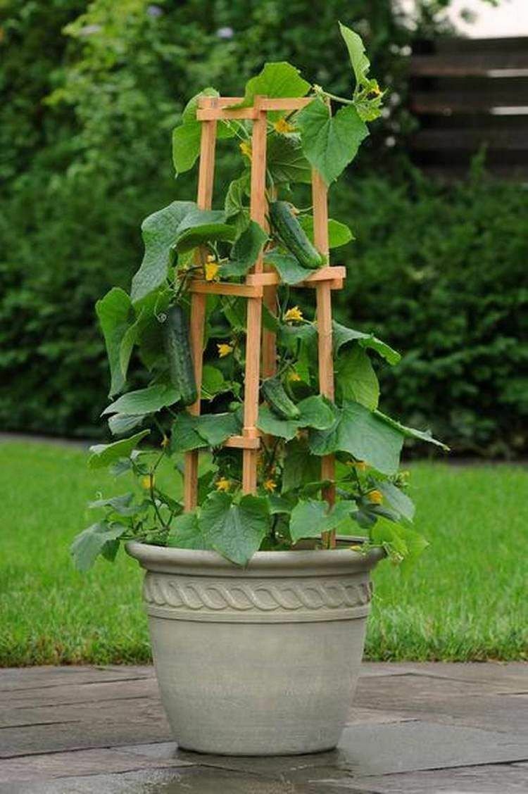 35+SPACEMASTER BUSH CUCUMBER Seeds Patio Container Hanging Basket