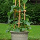 35+SPACEMASTER BUSH CUCUMBER Seeds Patio Container Hanging Basket Spring Garden