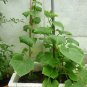 35+SPACEMASTER BUSH CUCUMBER Seeds Patio Container Hanging Basket Spring Garden