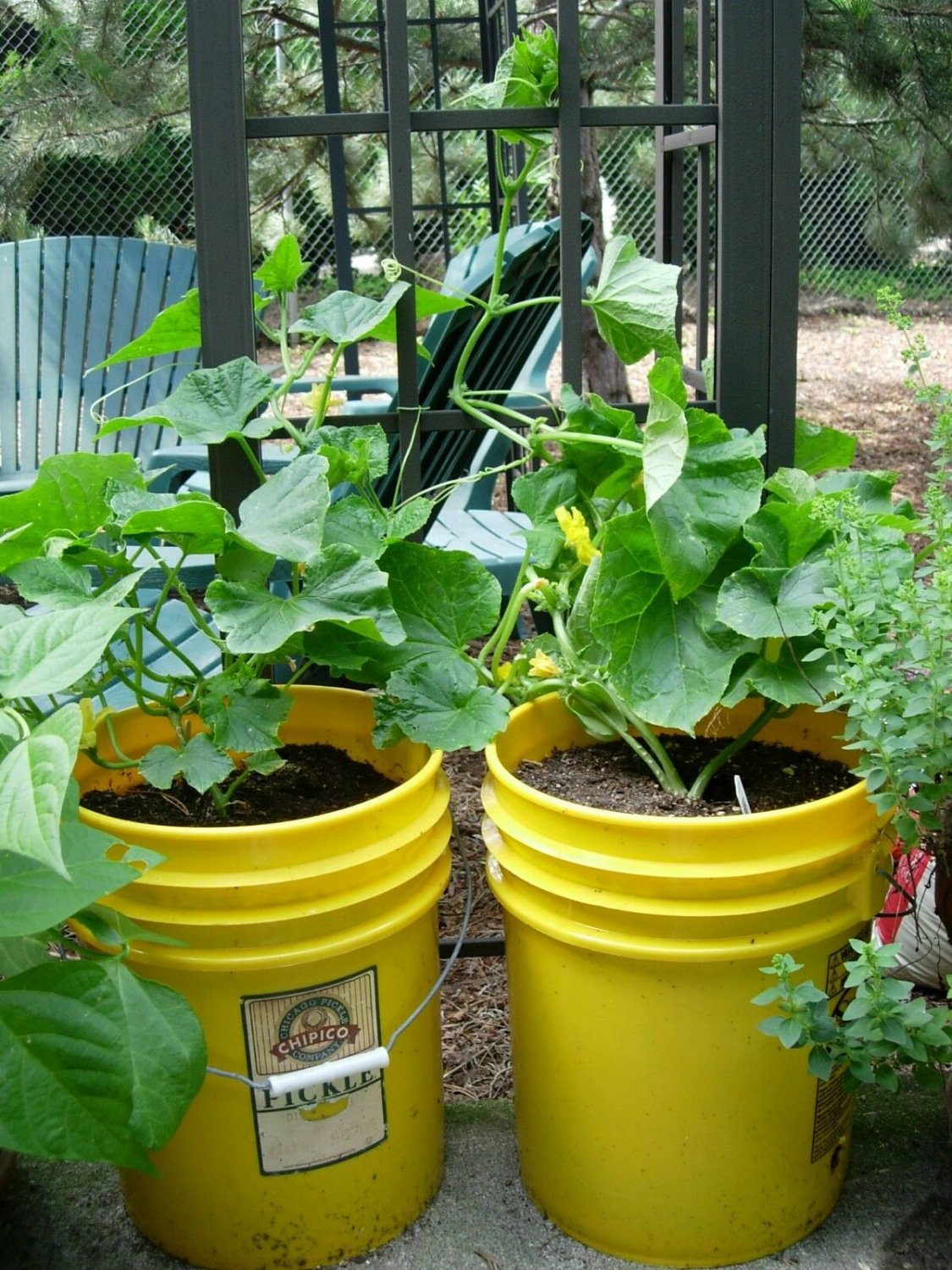 35+SPACEMASTER BUSH CUCUMBER Seeds Patio Container Hanging Basket