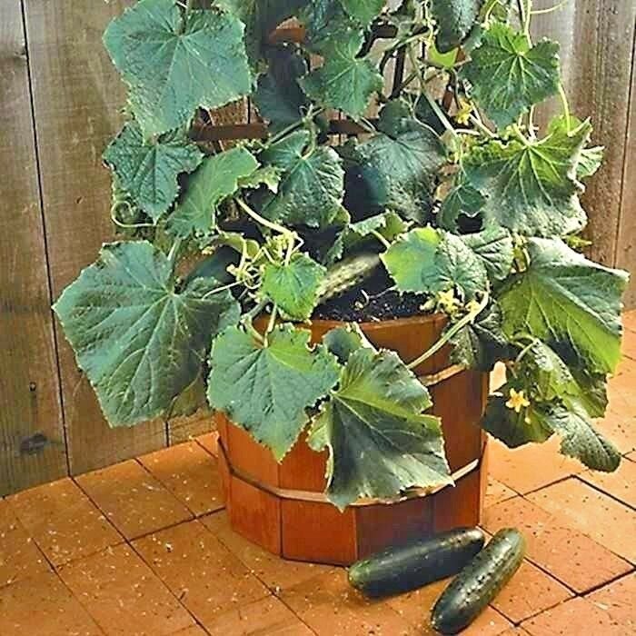 35+SPACEMASTER BUSH CUCUMBER Seeds Patio Container Hanging Basket Spring Garden