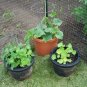 35+SPACEMASTER BUSH CUCUMBER Seeds Patio Container Hanging Basket Spring Garden