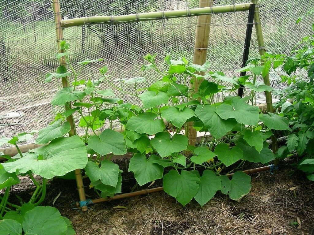 35+SPACEMASTER BUSH CUCUMBER Seeds Patio Container Hanging Basket Spring Garden