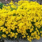 2000+"BASKET OF GOLD" SWEET ALYSSUM Flower Seeds Groundcover/Baskets/Containers
