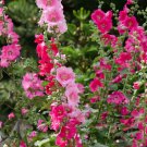 50+ 4 SHADES OF PINK HOLLYHOCK Seeds MIX BLUSH LIGHT HOT DARK Cut Flowers Garden