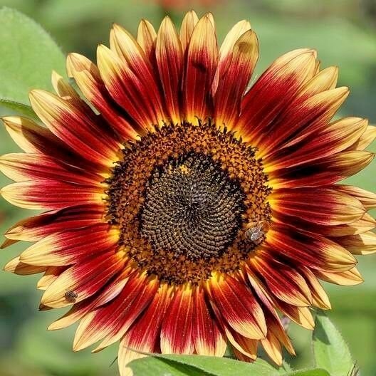 50+INDIAN BLANKET SUNFLOWER Seeds Native Wildflower Long Bloomer No 2 Alike SALE