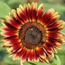 50+INDIAN BLANKET SUNFLOWER Seeds Native Wildflower Long Bloomer No 2 Alike SALE