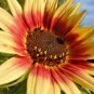 50+INDIAN BLANKET SUNFLOWER Seeds Native Wildflower Long Bloomer No 2 Alike SALE