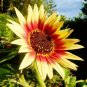 50+INDIAN BLANKET SUNFLOWER Seeds Native Wildflower Long Bloomer No 2 Alike SALE
