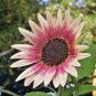 50+INDIAN BLANKET SUNFLOWER Seeds Native Wildflower Long Bloomer No 2 Alike SALE